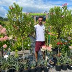 Oleander obyčajný (Nerium oleander) RUŽOVÝ – výška 150–170 cm, obvod kmeňa 8/10 cm, kont. C18L, na kmienku